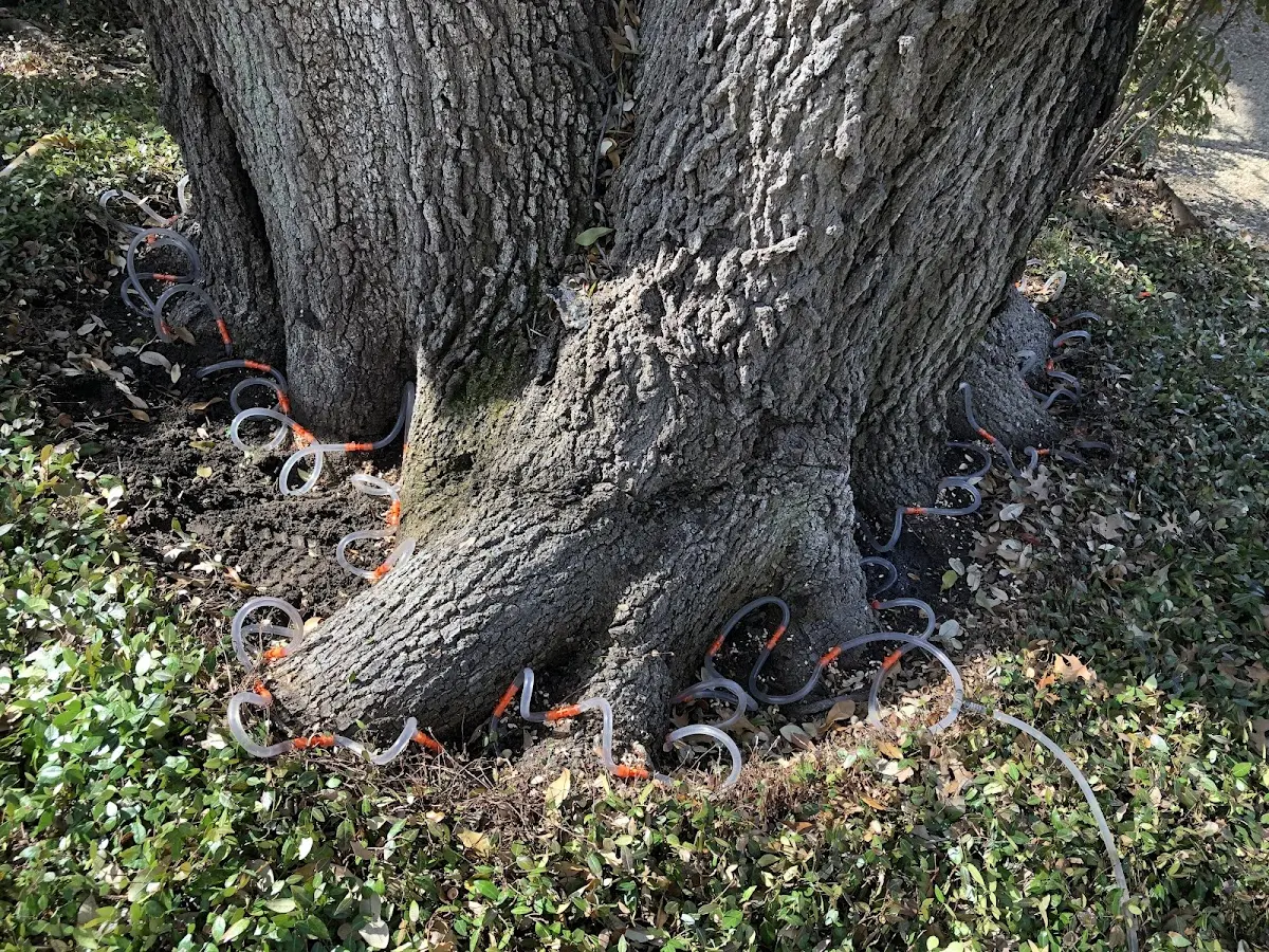 Detailed Tree Cabling and Bracing job site in Strathmere